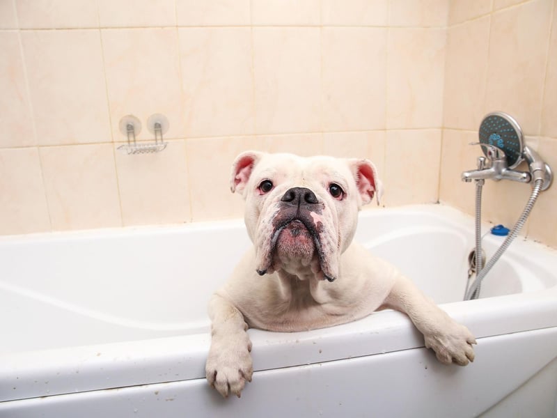 Bulldogs are particularly susceptible to bad breath, due to plaque and decay caused by misaligned teeth. They also have face wrinkles that can catch food particles, with the skin under their tail stub can easily become infected causing a nasty odour.