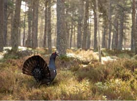 There are only around 1,000 capercaillies left in Scotland, sparking fears the iconic grouse species will become extinct in Scotland for the second time