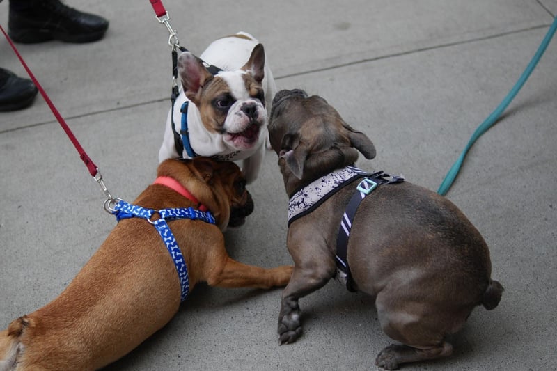 French Bulldogs are so sociable they'll often greet a stranger like an old friend, while visitors to their house will receive plenty of loving attention.