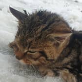 An online fundraiser has been launched after the death of a tiny wildcat kitten in the Cairngorms on Friday.