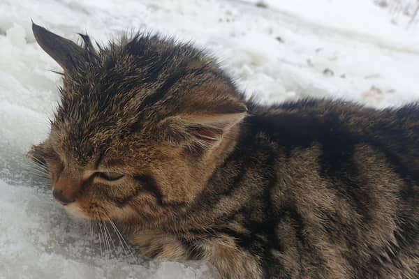 An online fundraiser has been launched after the death of a tiny wildcat kitten in the Cairngorms on Friday.