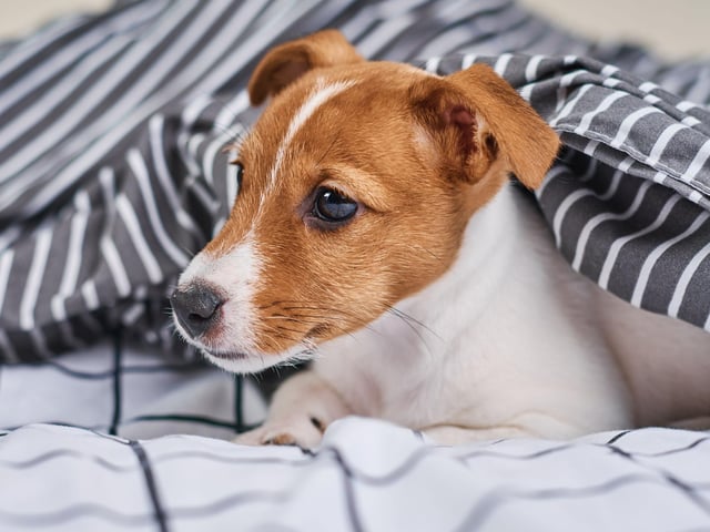 Another small dog with a long life, the Jack Russell can also live for up to 20 years, although tend to average a lifespan closer to 16 years.