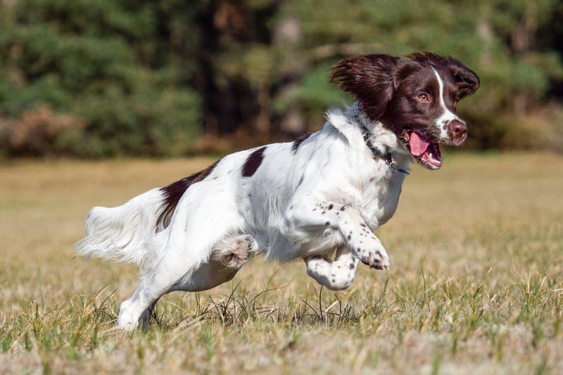The English Springer Spaniel - and most spaniels generally - have bags of energy to expend. Having a canine running and play buddy means that they'll have plenty of chance to get all the exercise they need.