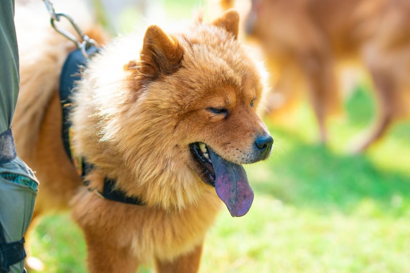 Chow Chows are a very mild-tempered dog, but are another dog described by the American Kennel Club as "aloof". So they'll always be very pleasant about ignoring every word you say.