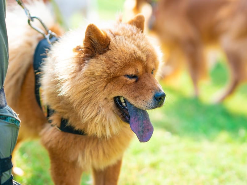 Chow Chows are a very mild-tempered dog, but are another dog described by the American Kennel Club as "aloof". So they'll always be very pleasant about ignoring every word you say.