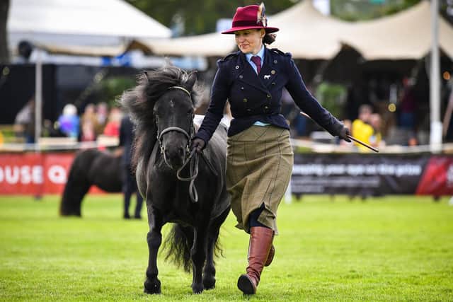 Shetland Ponies are shown on day one of The Royal Highland Show last year