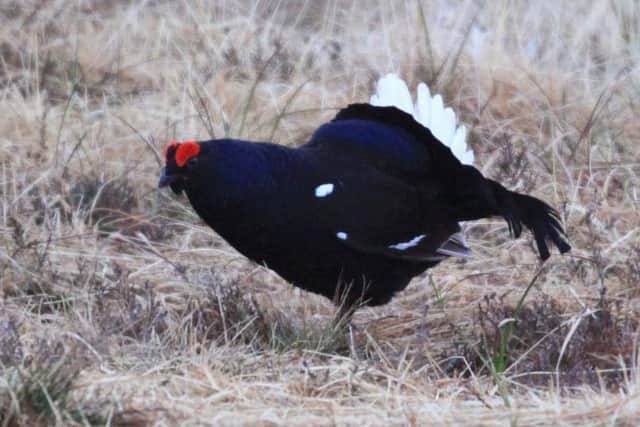 The iconic black grouse is rapidly disappearing, with numbers in southern Scotland crashing from around 380 males in 2011 to 78 in 2018