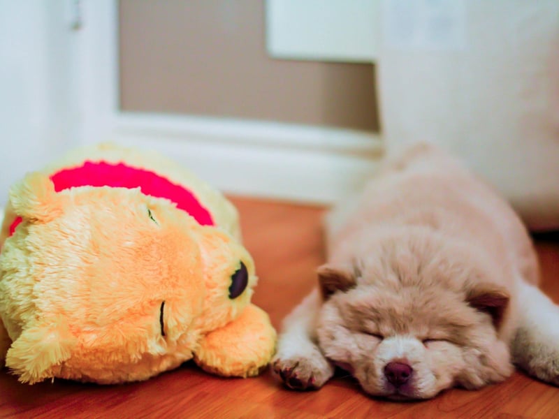 The Chow Chow is so stubborn that's it's often difficult to differentiate between whether it can't go faster, or just doesn't want to go faster. In any event, this breed is not one that is mentally or physically suited for speed.