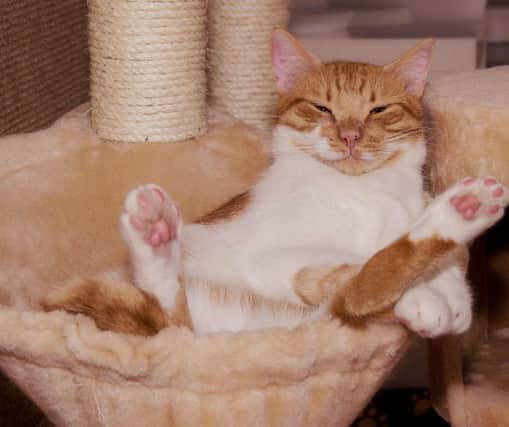Here are 10 of the most calm and chilled cat breeds in the world. Cr: Getty Images/Canva Pro