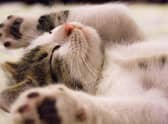 Here are 10 of the most chilled out cat breeds in the world.