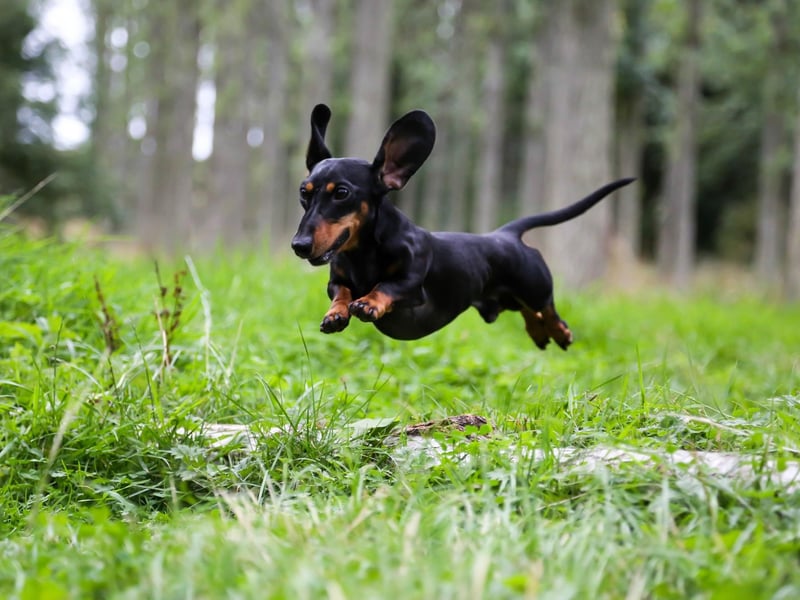 Affectionately known as 'wiener dogs', the diminutive Dachshund completes the top 10 of America's favourite breeds of dog.