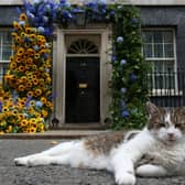 Mum's the Word: Larry the Downing Street Cat will not be presenting Match of the Day. Pic: Susannah Ireland/AFP via Getty Images