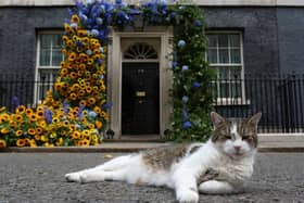 Mum's the Word: Larry the Downing Street Cat will not be presenting Match of the Day. Pic: Susannah Ireland/AFP via Getty Images