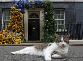 Mum's the Word: Larry the Downing Street Cat will not be presenting Match of the Day. Pic: Susannah Ireland/AFP via Getty Images