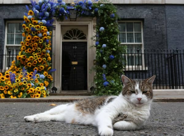 Mum's the Word: Larry the Downing Street Cat will not be presenting Match of the Day. Pic: Susannah Ireland/AFP via Getty Images