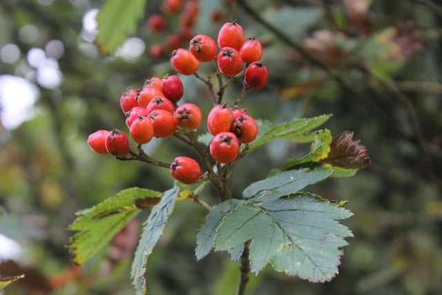 Three species of whitebeam which are only found on the Isle of Arran will get extra conservation help under NTS's new Plan for Nature