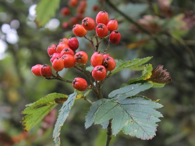 Three species of whitebeam which are only found on the Isle of Arran will get extra conservation help under NTS's new Plan for Nature