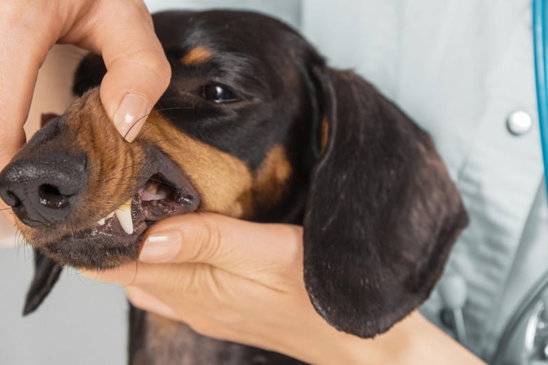 A combination of the Dachshund’s narrow mouth and tiny teeth means they are prone to developing pockets between the tooth and bone where bacteria can thrive. The first symptom is often when your pet develops bad breath and a trip to the vet should soon swiftly follow.