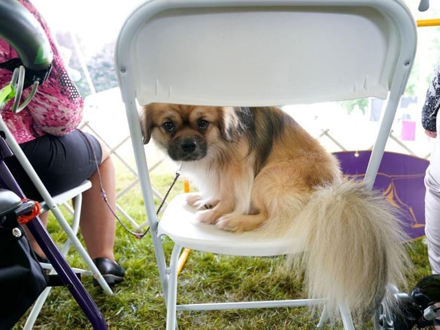 A Tibetan Spaniel waits to enter the ring during the (Toy, Terrier and Non-Sporting) Breed Judging at the 146th Westminster Kennel Club Dog Show.