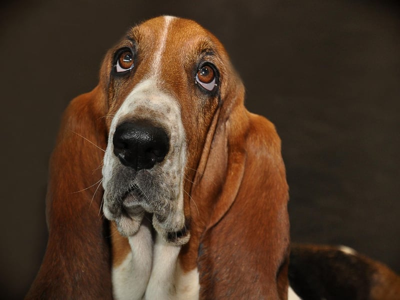 It takes serious amounts of energy to be aggressive - reserves that the notoriously lazy Basset Hound will be loath to dip into unless really needed.