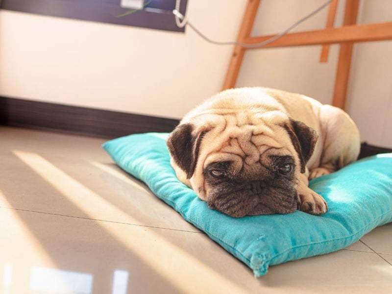 Pugs are sociable when needed but are equally happy to ignore the rest of the world and snuggle up on the couch.