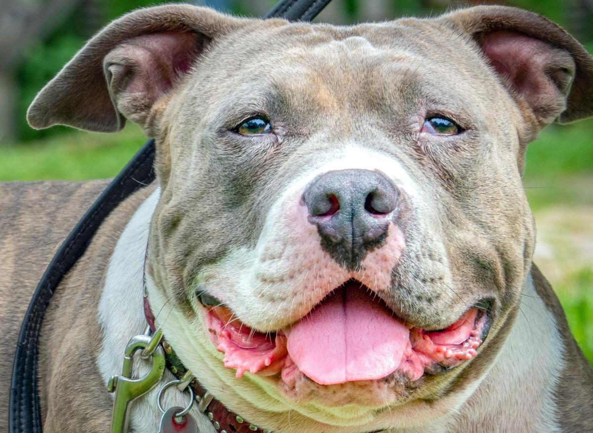 Lappe Unødvendig Elektriker Staffy Bull Terrier Dog Facts: These are 10 fun facts you should know about  the adorable Staffordshire Bull Terrier 🐶 | The Scotsman