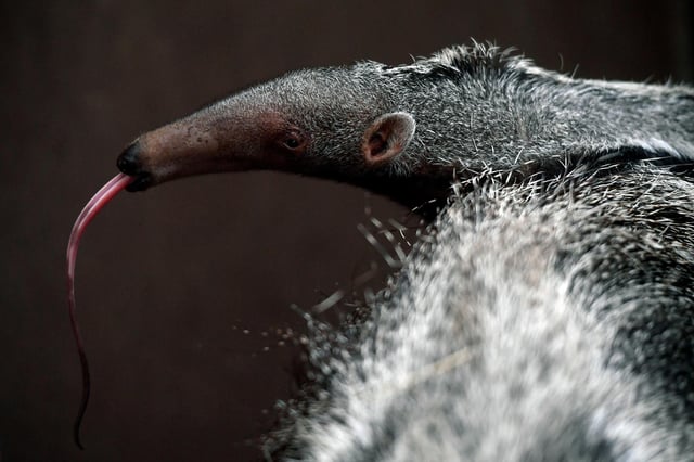 A role model? The Cerrado in Brazil is home to animals like the giant anteater, but its habitat is being ploughed under to produce soya feed for livestock. One solution could be to feed farm animals on insects instead (Picture: Ina Fassbender/AFP via Getty Images)