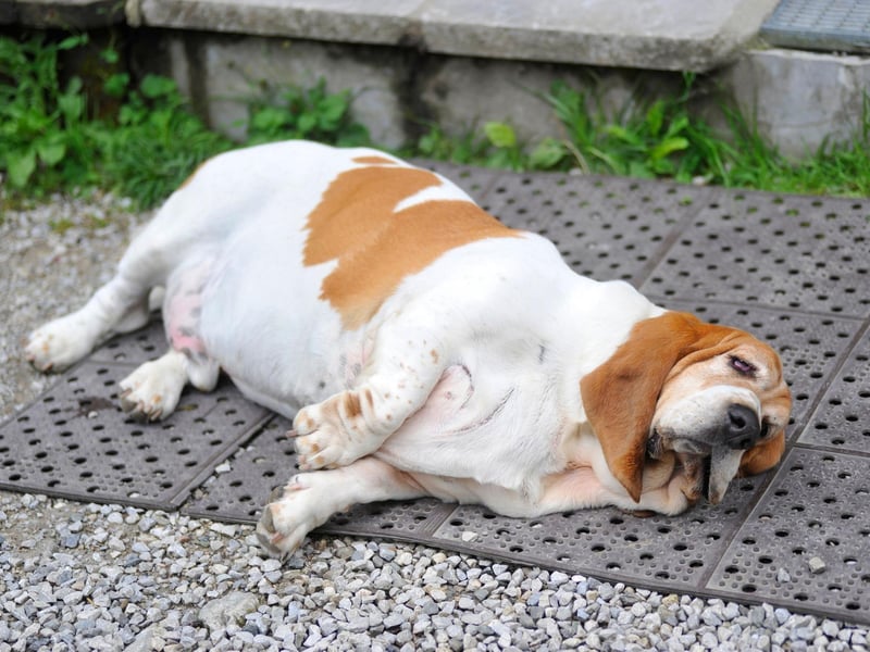 If you feed human foods to your pet occasionally, you should consider cutting this out too as this has a big impact on a dog’s weight – more so than you might expect.