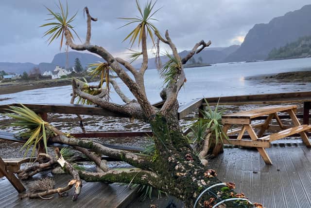 An iconic palm tree that had stood in Plockton for around 70 years was brought down as gales lashed the picturesque Highland village on Sunday. Picture: Kathleen Macrae