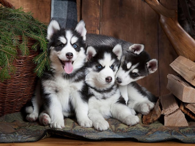 Siberian Huskies were first bred in Northeast Asia where were used by the native Chukchi people of Siberia for pulling sleds and as companion dogs.