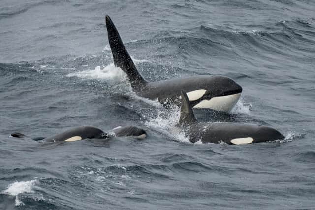 Orca whales in Shetland ©The Big Picture I naturepl.com