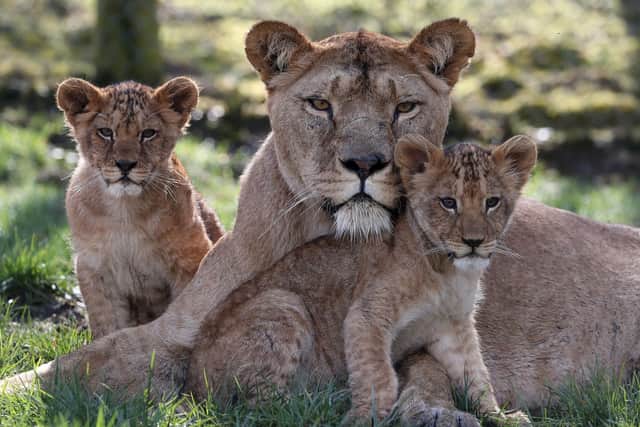 Two young lion cubs sit with their mum in the spring sunshine at the Blair Drummond Safari Park near Stirling.