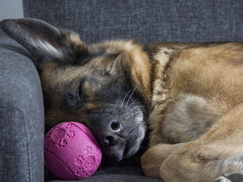 Shadow is the seventh most popular German Shepherd name. Simply meaning 'shade from sun' in English, it was the name of the canine hero in the Homeward Bound films.