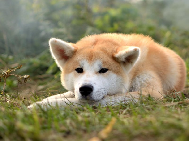 The people of Japan love the Akita so much they even have a museum dedicated to the breed, The Akita Dog Museum in Odate, founded by the Akita Dog Preservation Society, is a celebration of everything to do with the dogs. Visitors are often greeted at the entrance by volunteer pups.