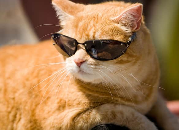 Want to keep your cat cool this summer? Try these 9 expert tips. Credit: Getty Images/Canva Pro