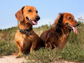 How much do you know about the adorable Dachshund?