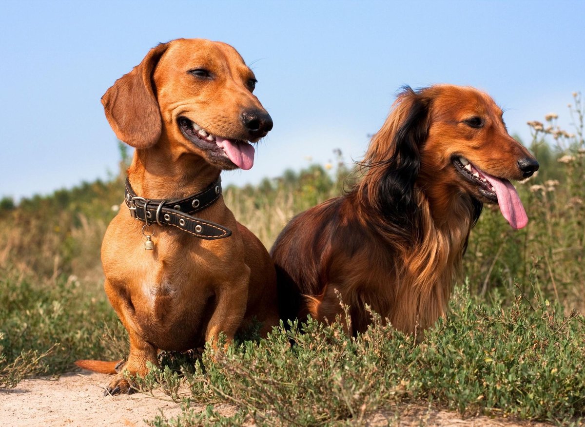 Top Dachshund Facts: These are 10 fun facts you should know about the loving Dachshund sausage dog 🐶 | The Scotsman Top Dachshund Facts: These are 10 fun facts you should know about the loving Dachshund sausage dog 🐶 | The Scotsman