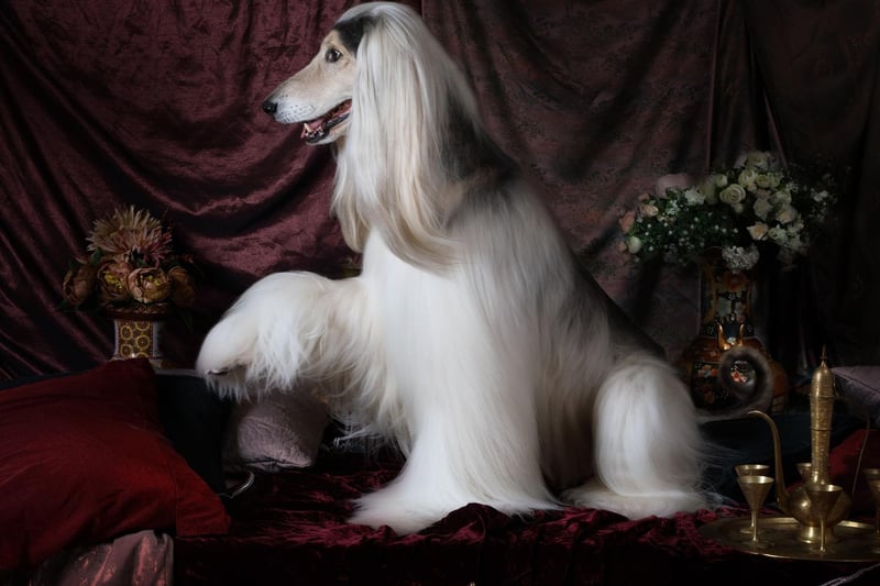 Training the gorgeous Afghan Hound to do anything is pretty tricky. It's not that they don't understand, it's just that more often than not they just don't care.