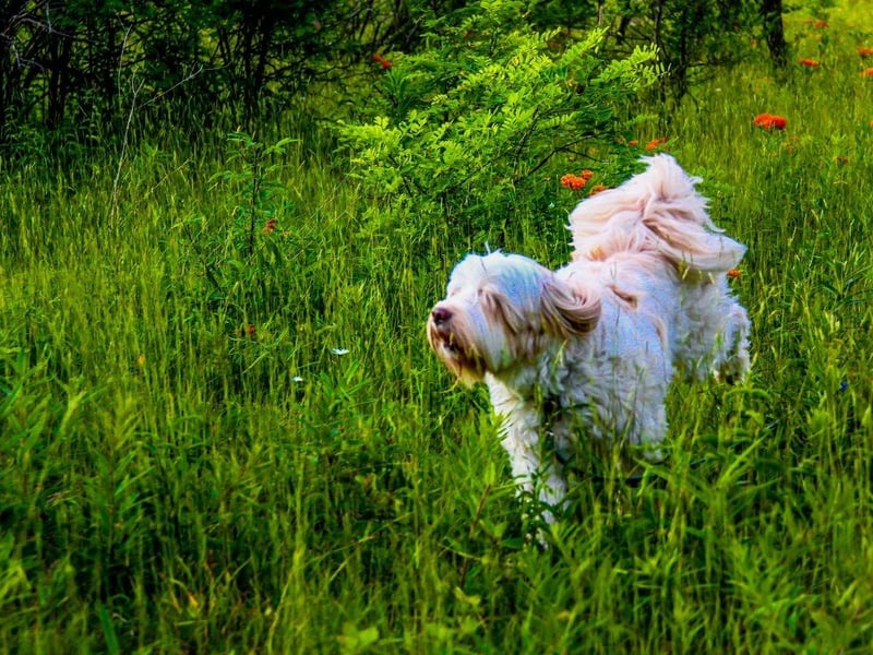 Another terrier not regarded as a 'true' terrier - lacking the shared bloodline required - the Tibetan Terrier is named after the country in which it was first bred and regarded as good luck charms, mascots, watchdogs, herding dogs, and companions. The first Tibetan Terrier only arrived in the UK in the 1920s.
