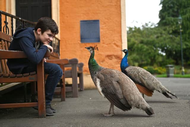 The peacocks in Pittencrieff Park, Dunfermline. Peacocks have had the freedom of the town since 1907. PIC: John Devlin.