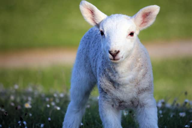 Lambs and other adorable baby animals are a familiar sign of spring's arrival in the UK and northern hemisphere. (Image credit: Getty Images via Canva Pro)