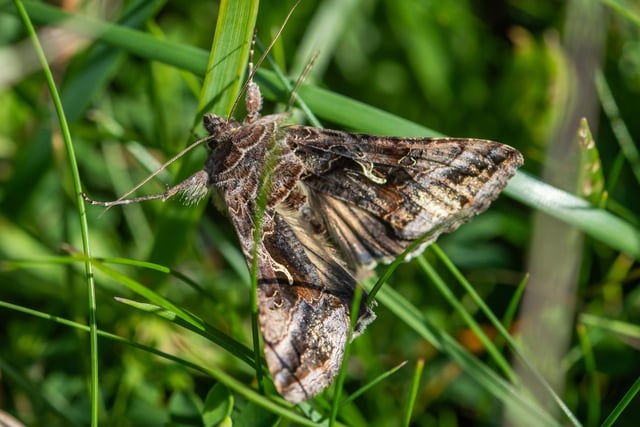 The Silver Y moth achieved unexpected fame when one landed on Ronaldo's face during the European Championship final in 2016. A surprising number of moths are active during October, and are more likely to be seen with the longer nights. The Silver Y moth, however, also flies during the day and can be seen on sunny afternoons in grassland.
