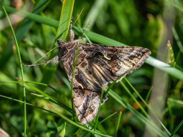 The Silver Y moth achieved unexpected fame when one landed on Ronaldo's face during the European Championship final in 2016. A surprising number of moths are active during October, and are more likely to be seen with the longer nights. The Silver Y moth, however, also flies during the day and can be seen on sunny afternoons in grassland.