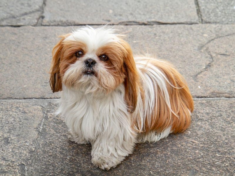 The Shih Tzu is a delicate breed that requires fairly gentle handling. They also tend to get under your feet, meaning that a slightly careless child can easily cause an accidental injury.