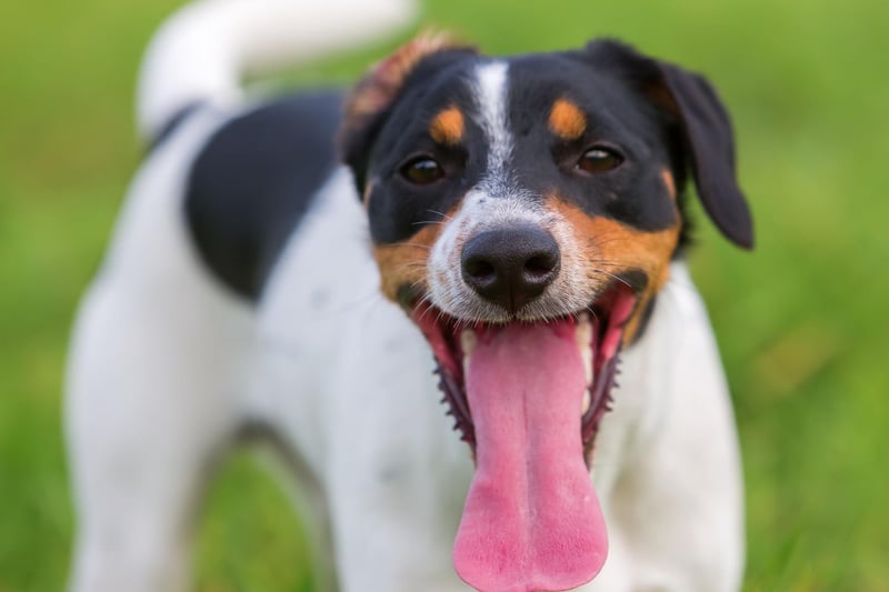 Popular Terriers Trendy Terriers: These are the 10 most popular breeds of adorable ...