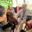 One of the ponies enjoys being the centre of attention at the care home