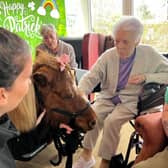One of the ponies enjoys being the centre of attention at the care home