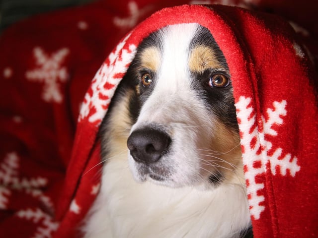 When the big day finally arrives, many of us will look forward to seeing friends and family, but this might not be something your dog welcomes. Stick to your routine as much as possible and give them an area they can choose to go to for peace and quiet, where they won’t be disturbed. Give them their bed, fresh water and perhaps a chew and set this up as far in advance as possible so they have a chance to get used to it. If your dog isn’t ready to retire for a snooze when guests arrive, you could offer them a long-lasting chew or food puzzle to enjoy.