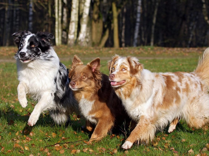 It may be called the Australian Shepherd but this breed of herding dog was actually developed in California in the 19th century. There were 255 Kennel Club Australian Shepherd registrations last year.