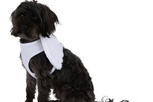 Treat your little angel to some wings this Halloween, with this white dog harness from Pets at Home. bit.ly/2SNUUZC (Photo: Pets at Home)